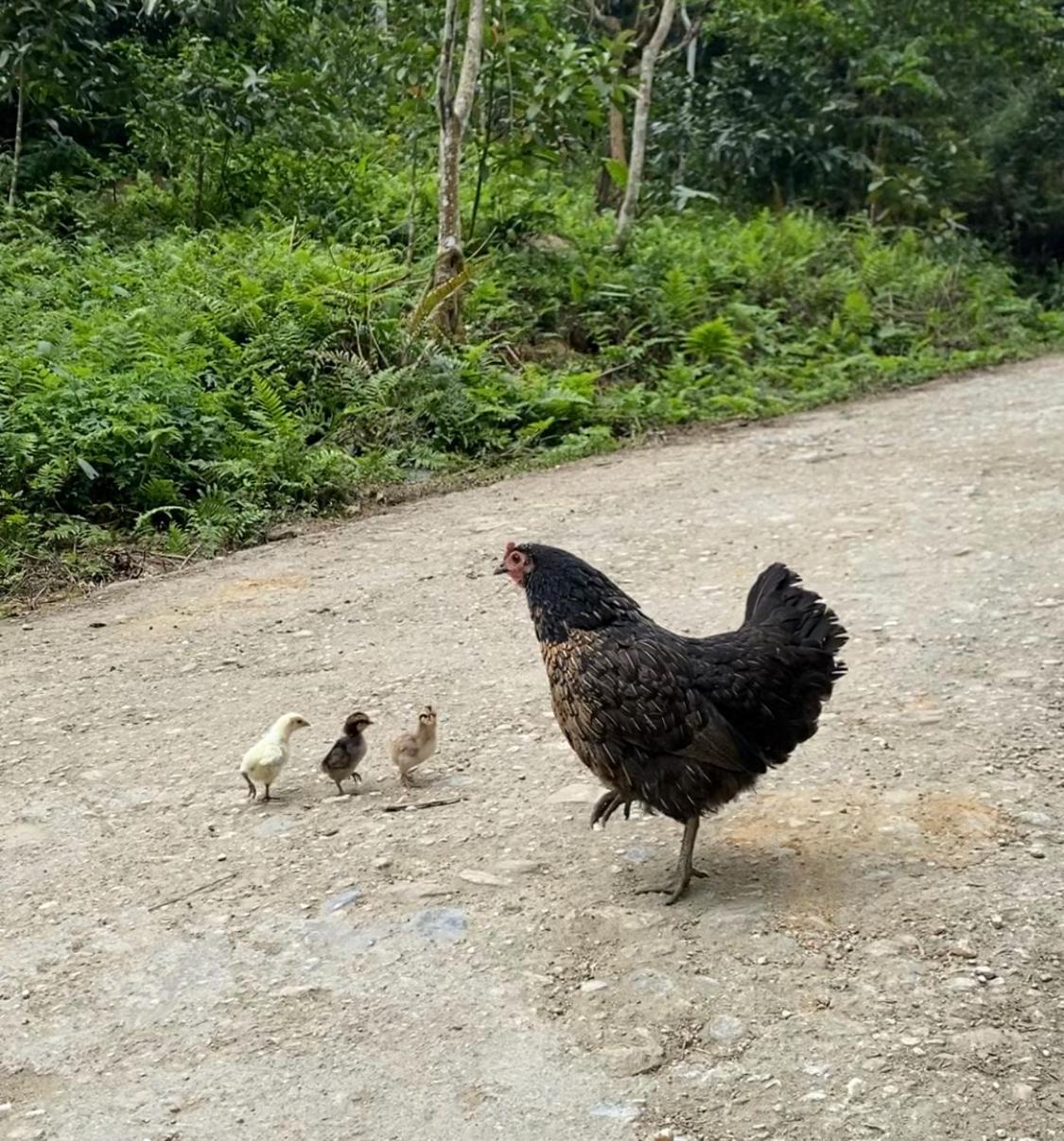 Bikki'S Jungle Homestay ห่าซาง ภายนอก รูปภาพ