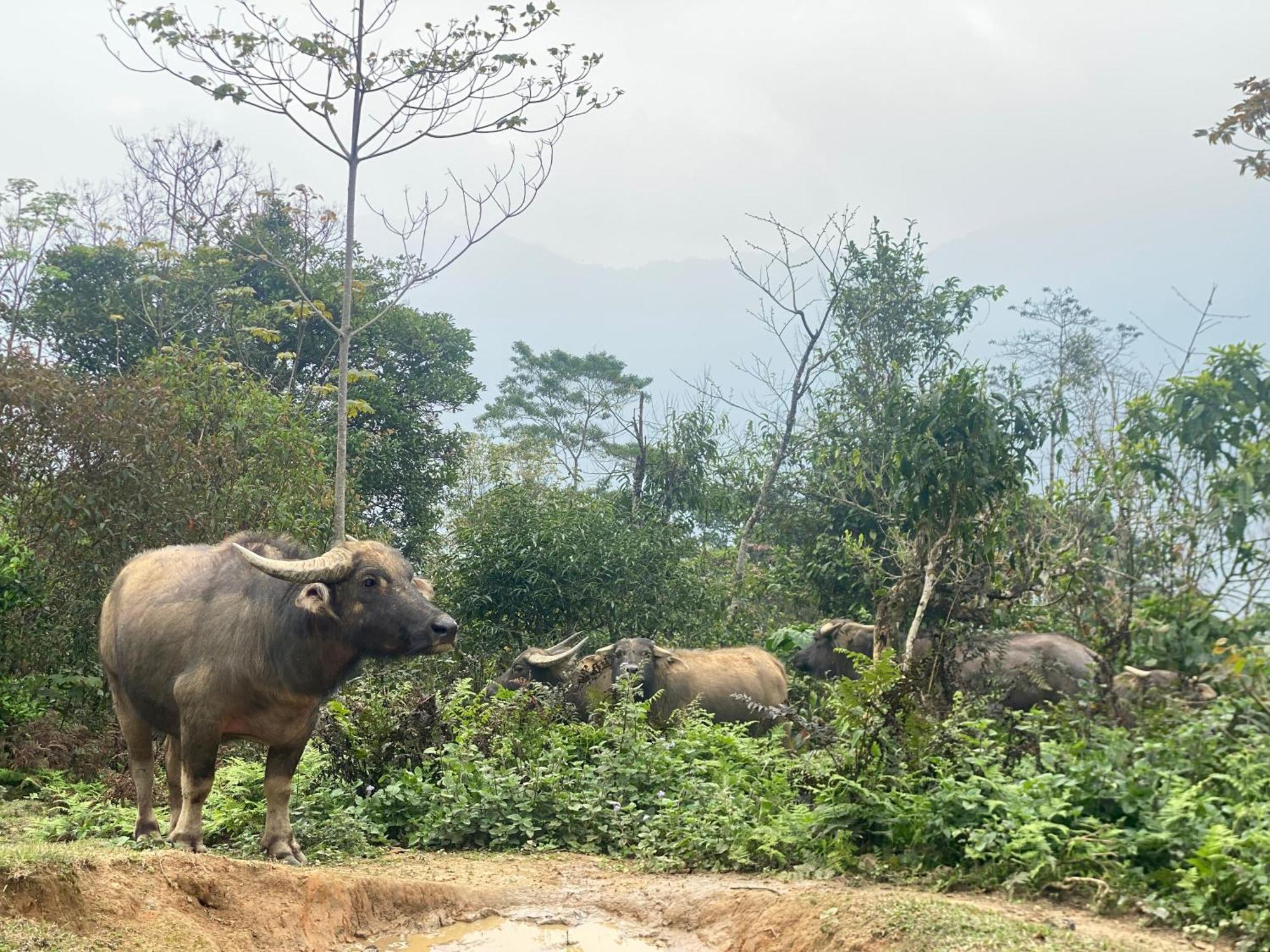 Bikki'S Jungle Homestay ห่าซาง ภายนอก รูปภาพ