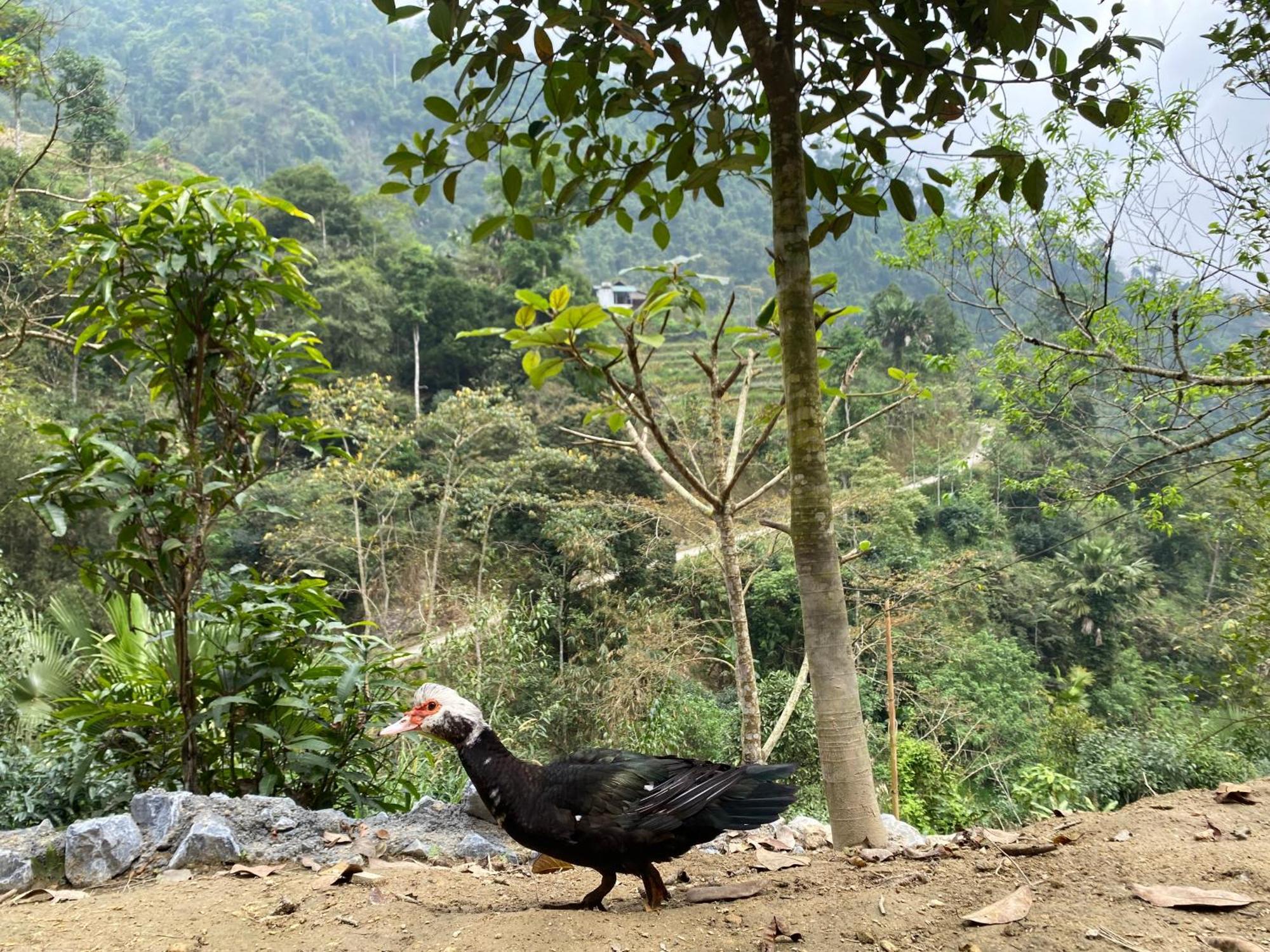 Bikki'S Jungle Homestay ห่าซาง ภายนอก รูปภาพ